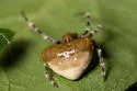 Mastophora phrynosoma - photo 5