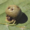 Mastophora timuqua
