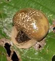 Mastophora yeargani