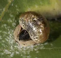 Mastophora yeargani - photo 4