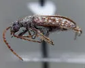 Mastoremus longicornis - photo 2