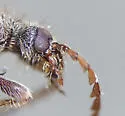 Mastoremus longicornis - photo 3