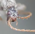 Mastoremus longicornis - photo 4
