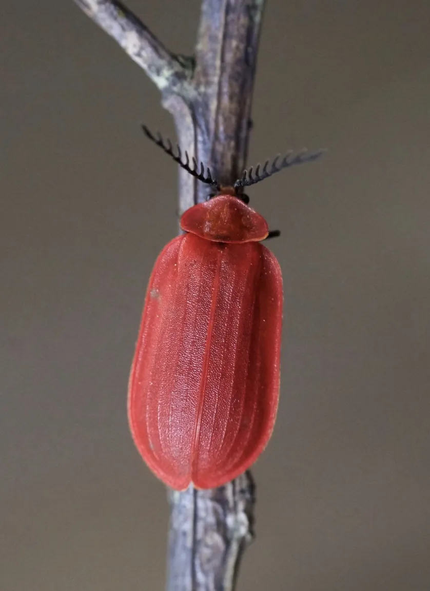 Matheteus theveneti - photo 2