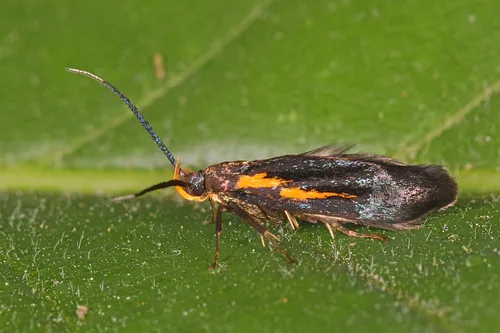 Newman's Mathildana Moth - photo 4