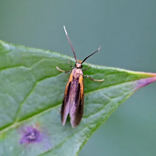 Newman's Mathildana Moth - photo 5