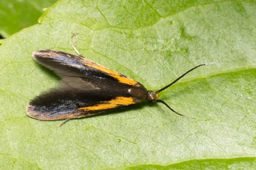 Newman's Mathildana Moth - photo 6