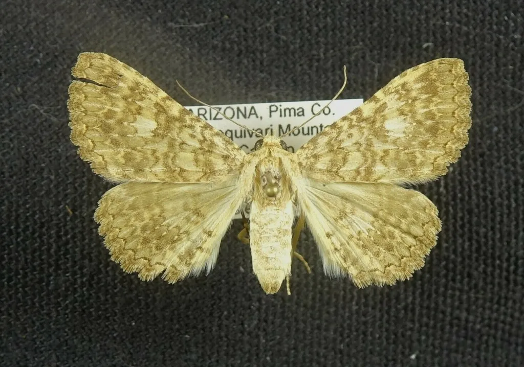 Matigramma adoceta - Hodges#8680.3 - photo 2