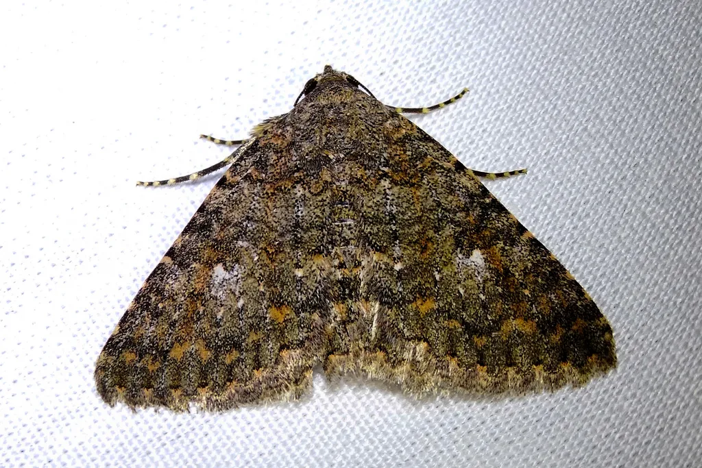Matigramma emmilta - Hodges#8680.2 - photo 2