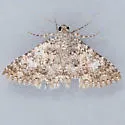 Matigramma inopinata - Hodges#8680.1