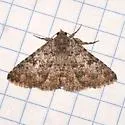 Matigramma inopinata - Hodges#8680.1 - photo 2