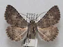 Matigramma necopina - Hodges#8681.2