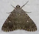 Matigramma obscurior - Hodges#8681