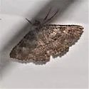 Matigramma obscurior - Hodges#8681 - photo 3