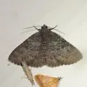 Matigramma obscurior - Hodges#8681 - photo 4
