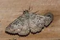 Matigramma obscurior - Hodges#8681 - photo 5