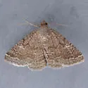 Dusty Lined Matigramma - Hodges#8679