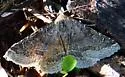 Dusty Lined Matigramma - Hodges#8679 - photo 2
