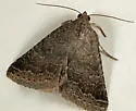 Dusty Lined Matigramma - Hodges#8679 - photo 3