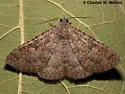 Matigramma rubrosuffusa - Hodges#8680