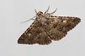 Matigramma rubrosuffusa - Hodges#8680 - photo 3