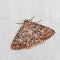 Matigramma rubrosuffusa - Hodges#8680 - photo 4