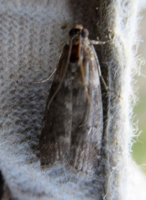 Matilella fusca - photo 2