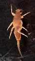 Matriella teresa