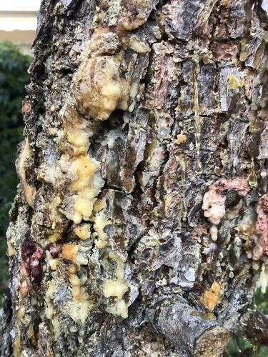 Maritime Pine Bast Scale