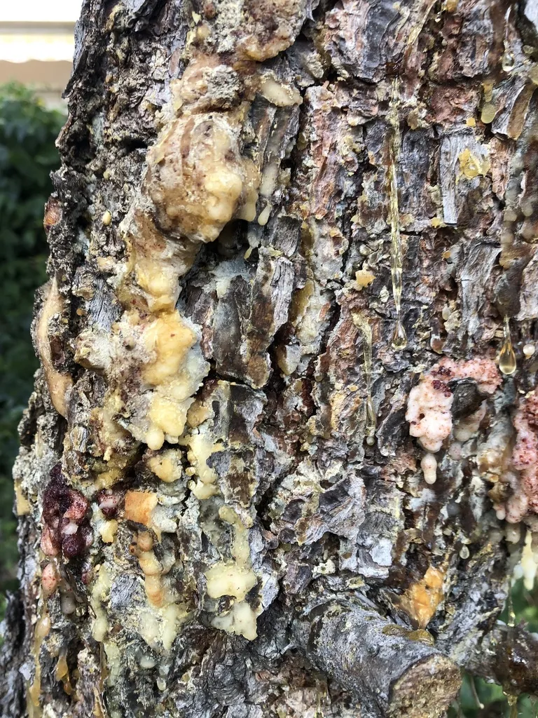 Maritime Pine Bast Scale - photo 2