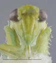 Matsumurasca calcara - photo 3