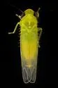 Matsumurasca chelata