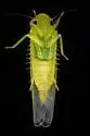 Matsumurasca chelata - photo 2