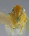Matsumurasca chelata - photo 5