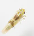 Matsumurasca convergens