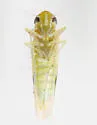 Matsumurasca convergens - photo 2