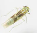 Matsumurasca convergens - photo 3