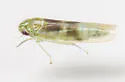 Matsumurasca convergens - photo 4