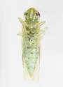 Matsumurasca convergens - photo 5