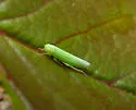 Matsumurasca elongata - photo 2
