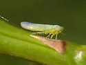 Matsumurasca elongata - photo 3