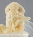 Matsumurasca gossypii - photo 2