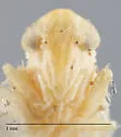 Matsumurasca stevensi - photo 3
