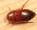 Matus bicarinatus