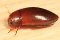 Matus bicarinatus - photo 2