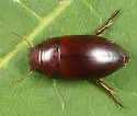 Matus bicarinatus - photo 3