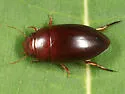 Matus bicarinatus - photo 4
