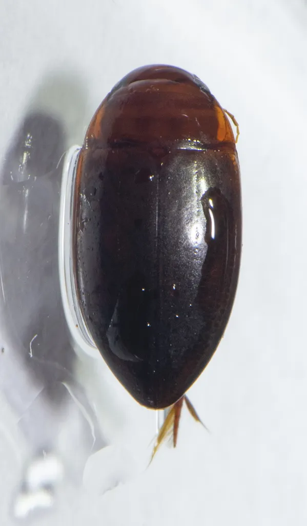 Matus ovatus - photo 2