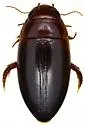 Matus relictus