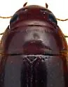 Matus relictus - photo 2